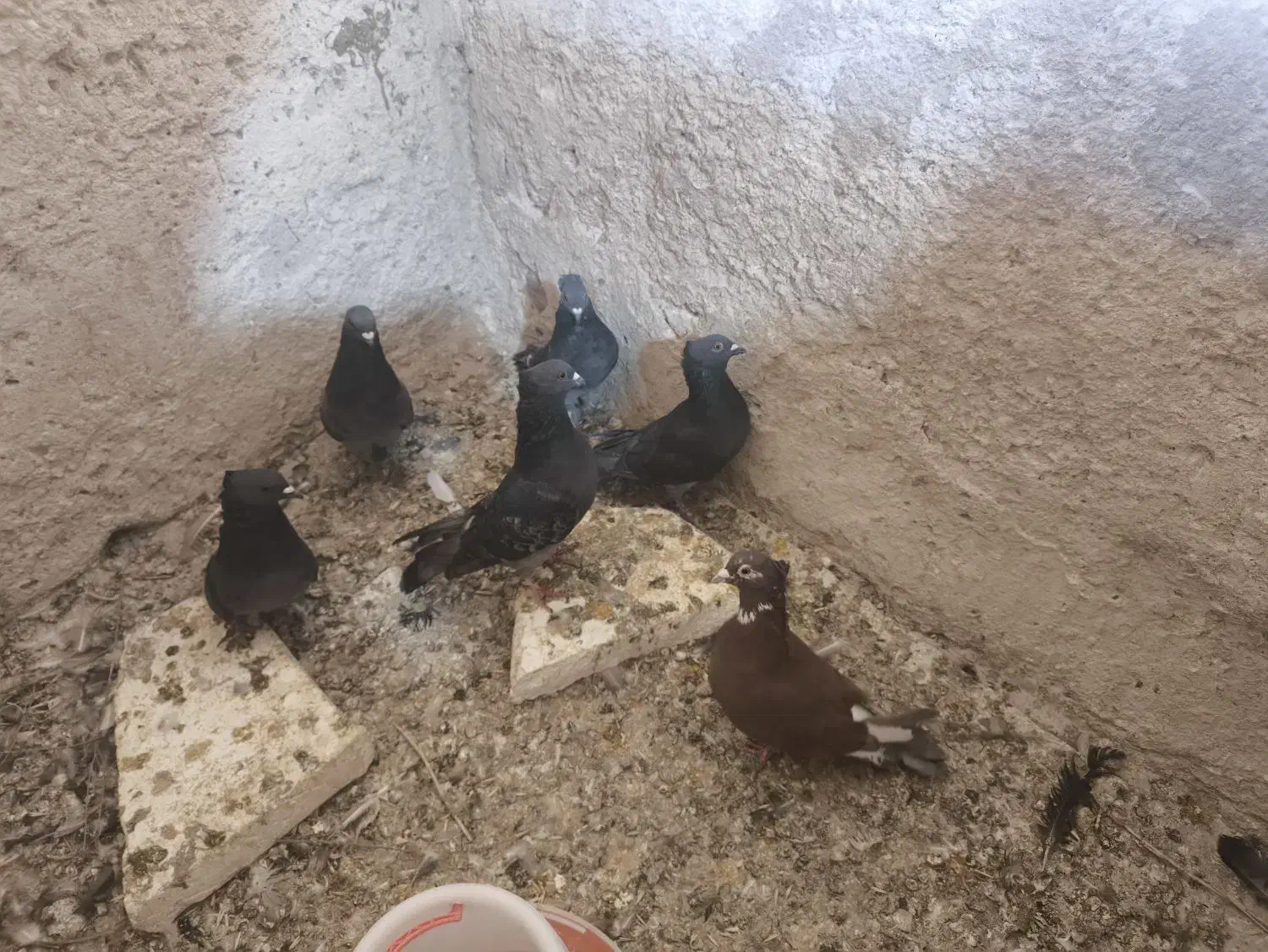 نژاد خوب معاوضه با طوقی|پرنده|دوگنبدان, |دیوار