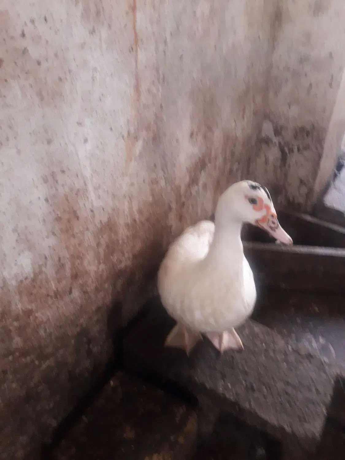 اردک اسراییلی وبرگ سیر در پیربازار|حیوانات مزرعه|پیربازار, |دیوار