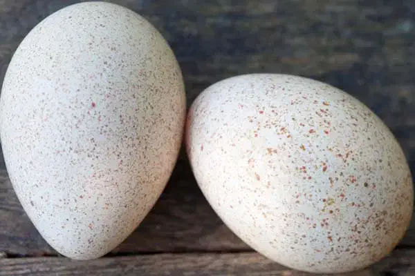 تخم بوقلمون محلی|حیوانات مزرعه|فیروزآباد (فارس), |دیوار