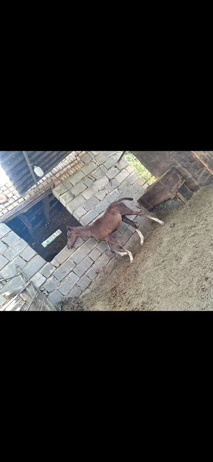 کره نریان|اسب و تجهیزات اسبسواری|آبیک, |دیوار