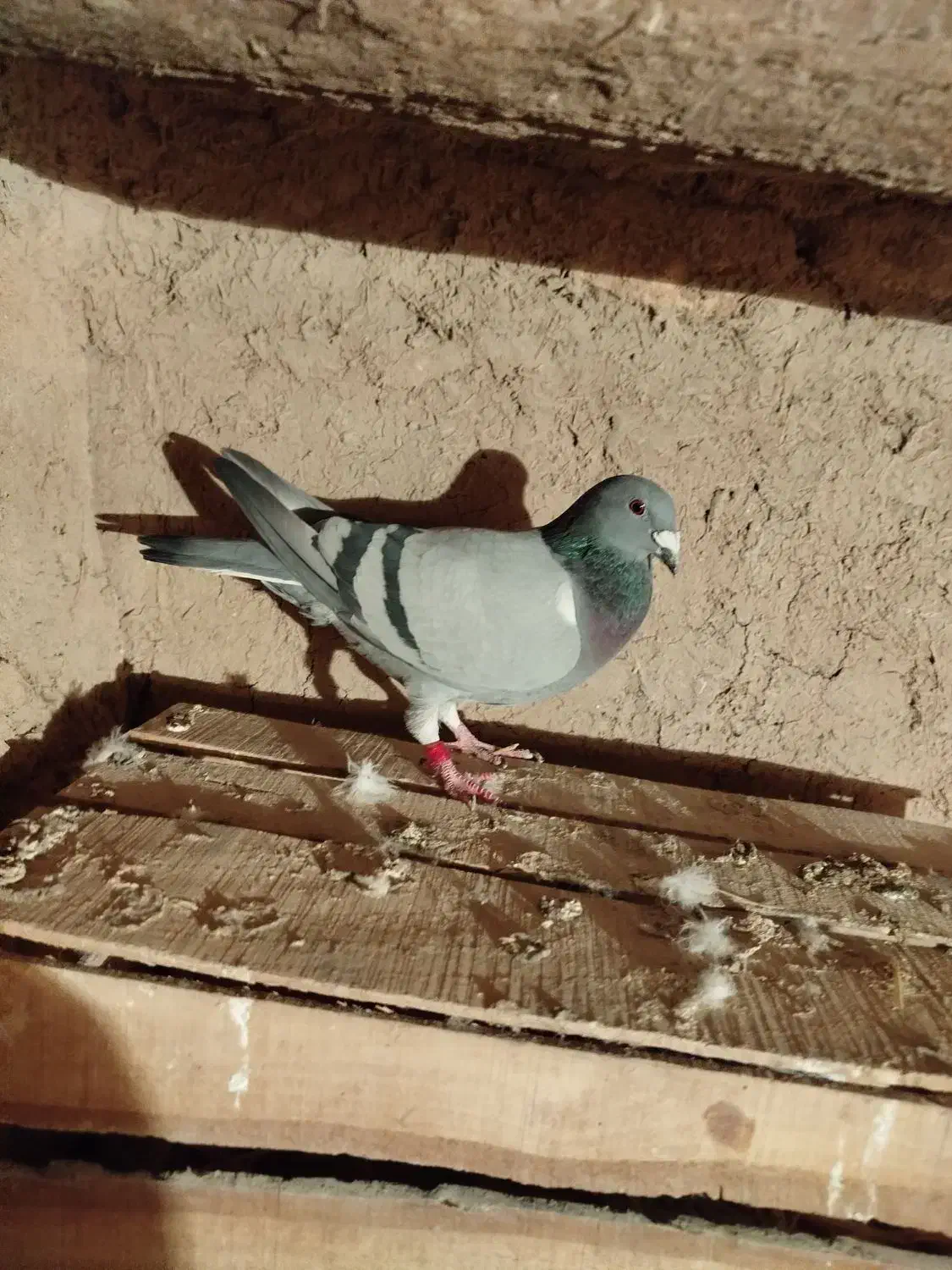 کبوتر|پرنده|دشتابی, |دیوار