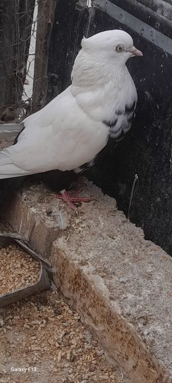 کبوتر ماده دمسیاه|پرنده|بهبهان, |دیوار