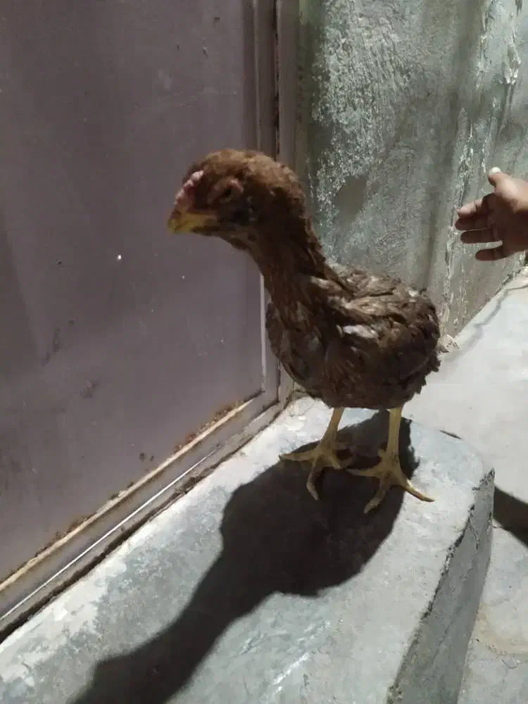 مرغ|حیوانات مزرعه|زاهدان, |دیوار