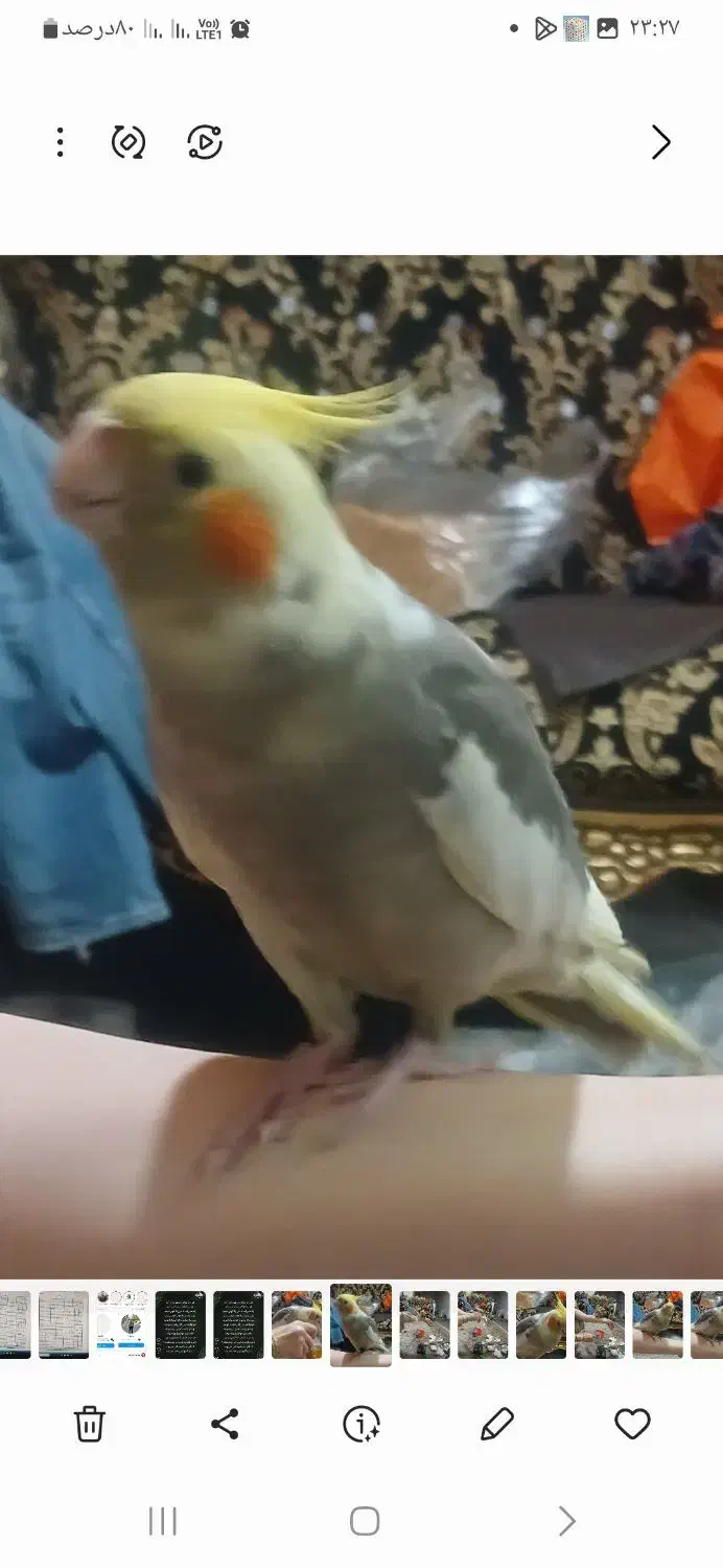 گمشده|پرنده|مهاجران, |دیوار