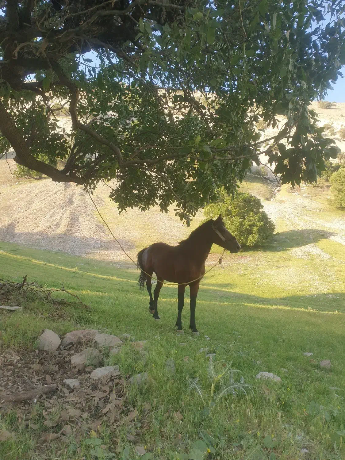 اسب|اسب و تجهیزات اسب‌سواری|آبدانان, |دیوار