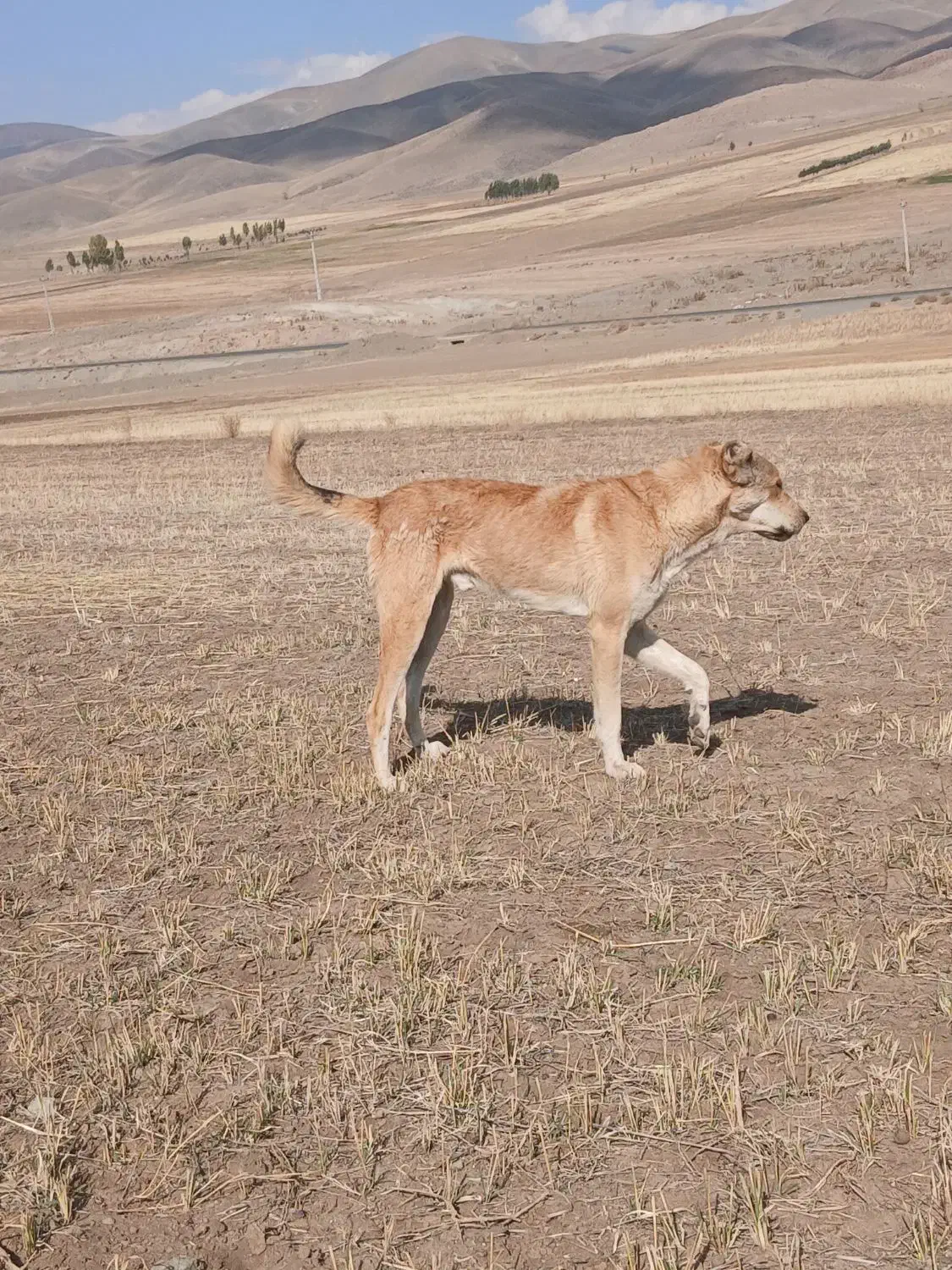 سگ سراب|سگ|خوی, |دیوار