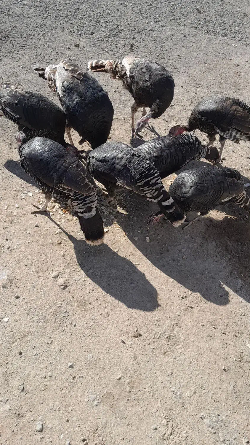 بوقلمون وغاز طبیعی|حیوانات مزرعه|ارشق, |دیوار