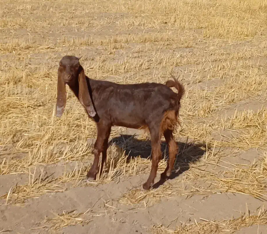 یه جفت بز ماده اسرائیلی|حیوانات مزرعه|کبودرآهنگ, |دیوار