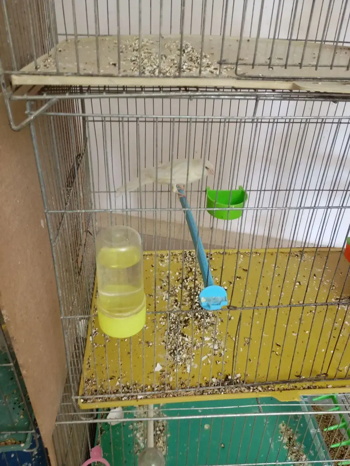 قناری ماده سوپر|پرنده|پیر بکران, |دیوار