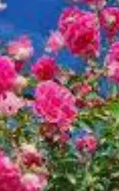 تسبیح و صلوات برای رفع مریضی و حاجات با هزینه کم|فعالیت داوطلبانه|چمران, |دیوار