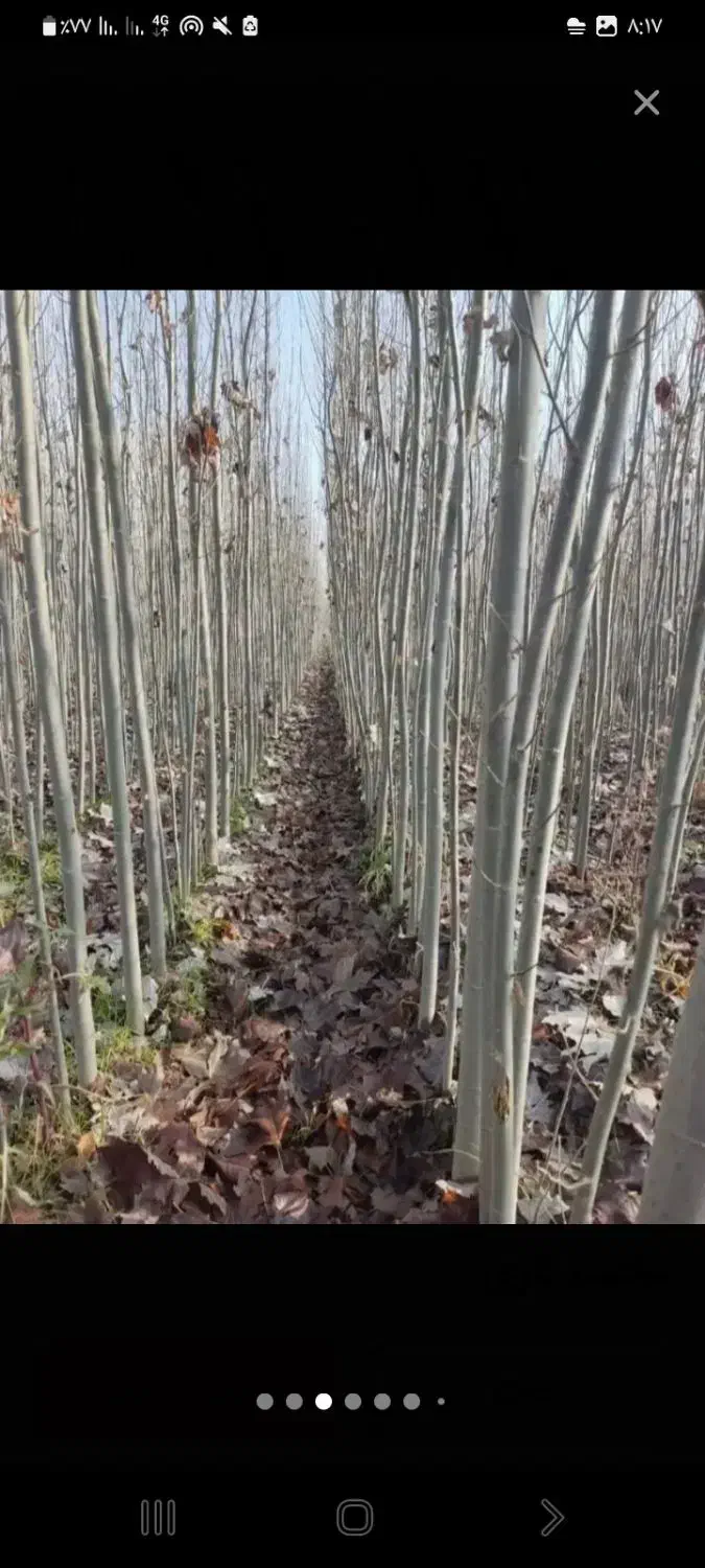 ریش|خدمات باغبانی و درختکاری|بکتاش, |دیوار