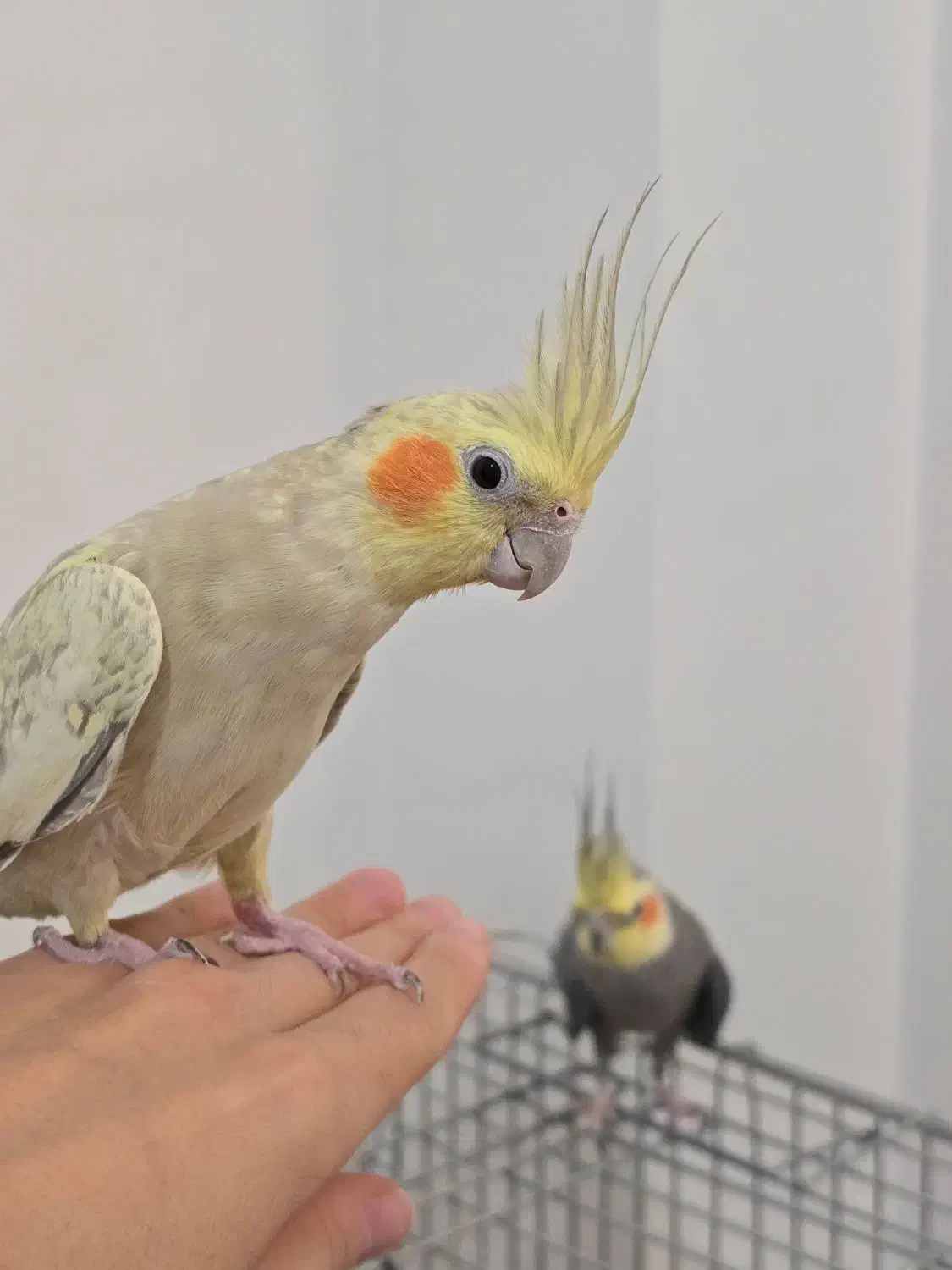 عروس هلندی نر و ماده با جوجه|پرنده|شیراز, غدیر شمالی|دیوار