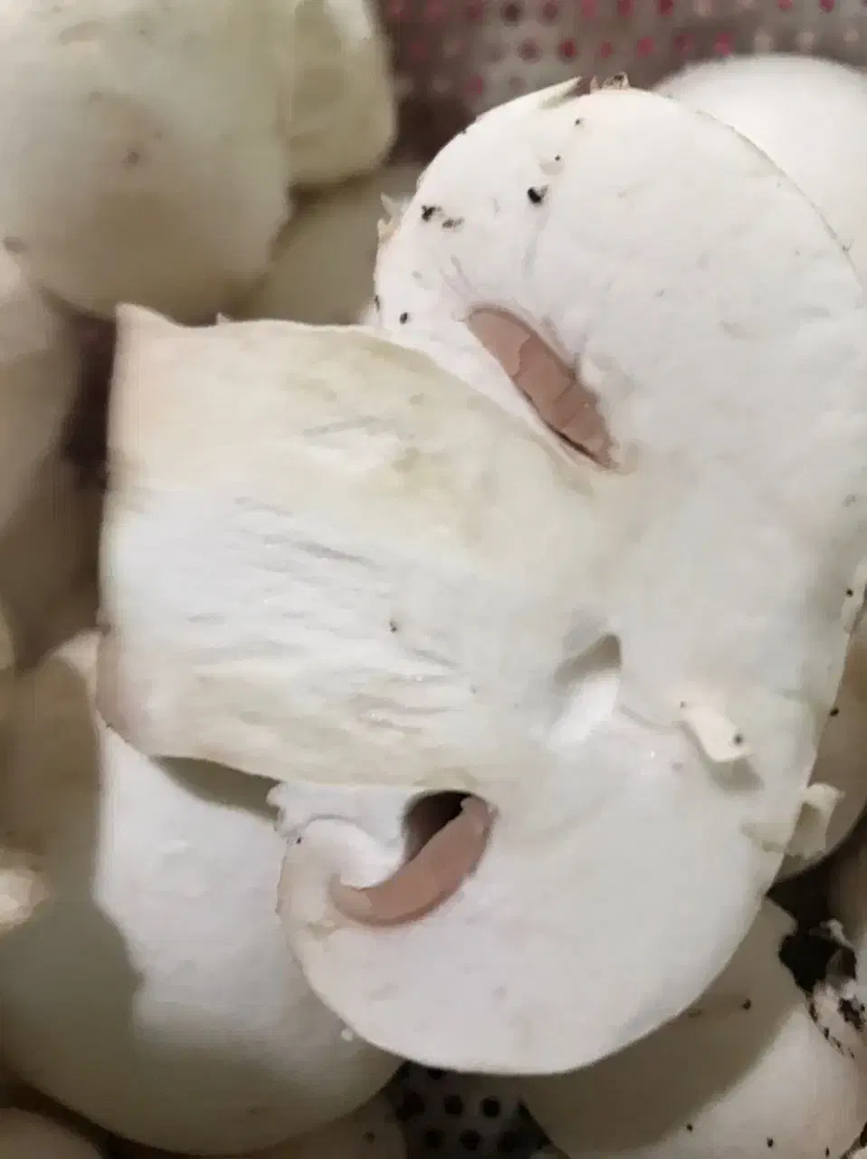 فروش قارچ تازه مستقیم از تولیدکننده|خوردنی و آشامیدنی|رشت, معلم|دیوار