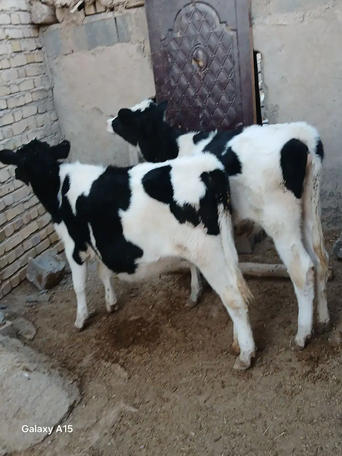 گوساله جوانه تلیسه تخک گاو|حیوانات مزرعه|نیشابور, شهید بهشتی|دیوار