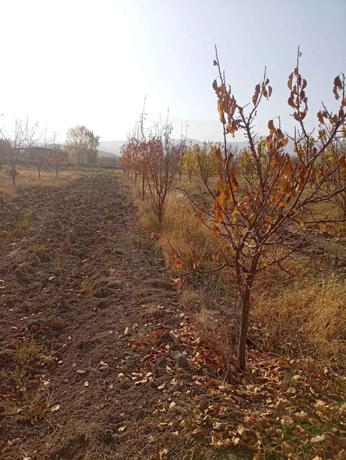 فروش باغ نقلی|فروش زمین و ملک کلنگی|ماکو, |دیوار