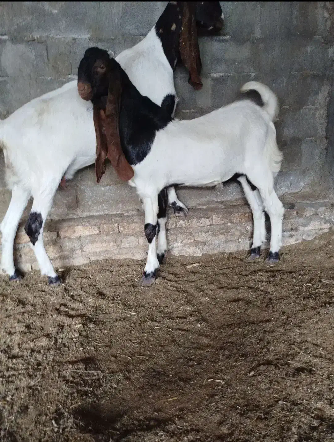 بزغالهاصلپاکستانی|حیوانات مزرعه|همدان, |دیوار