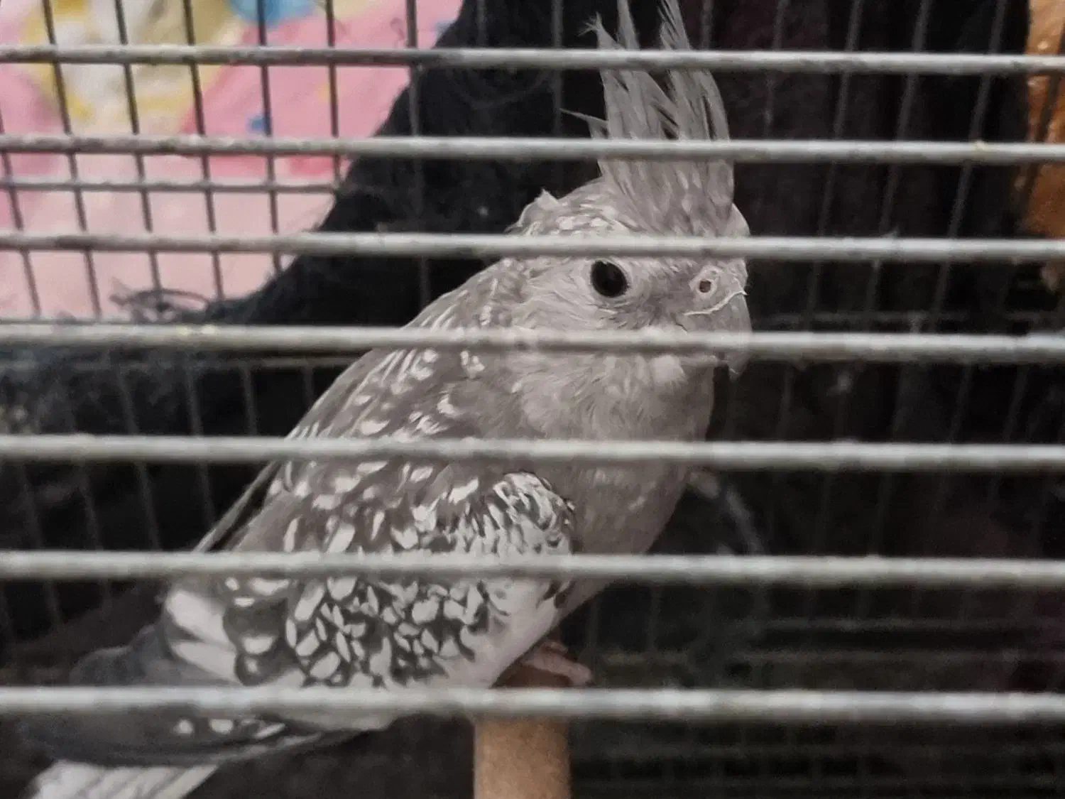 عروس هلندی ماده|پرنده|بنارویه, |دیوار