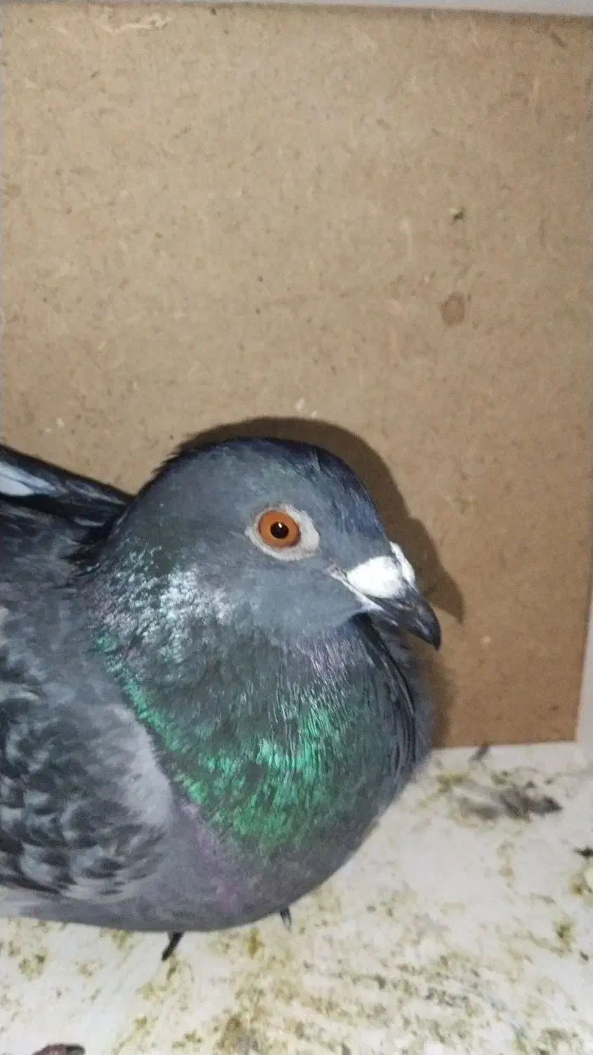 نرمگس|پرنده|زهک, |دیوار