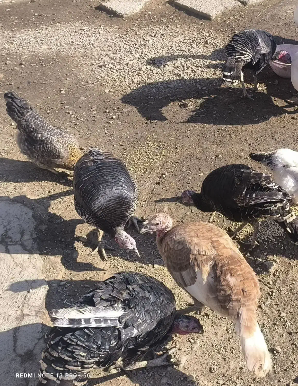 بوقلمون|حیوانات مزرعه|ابهر, |دیوار