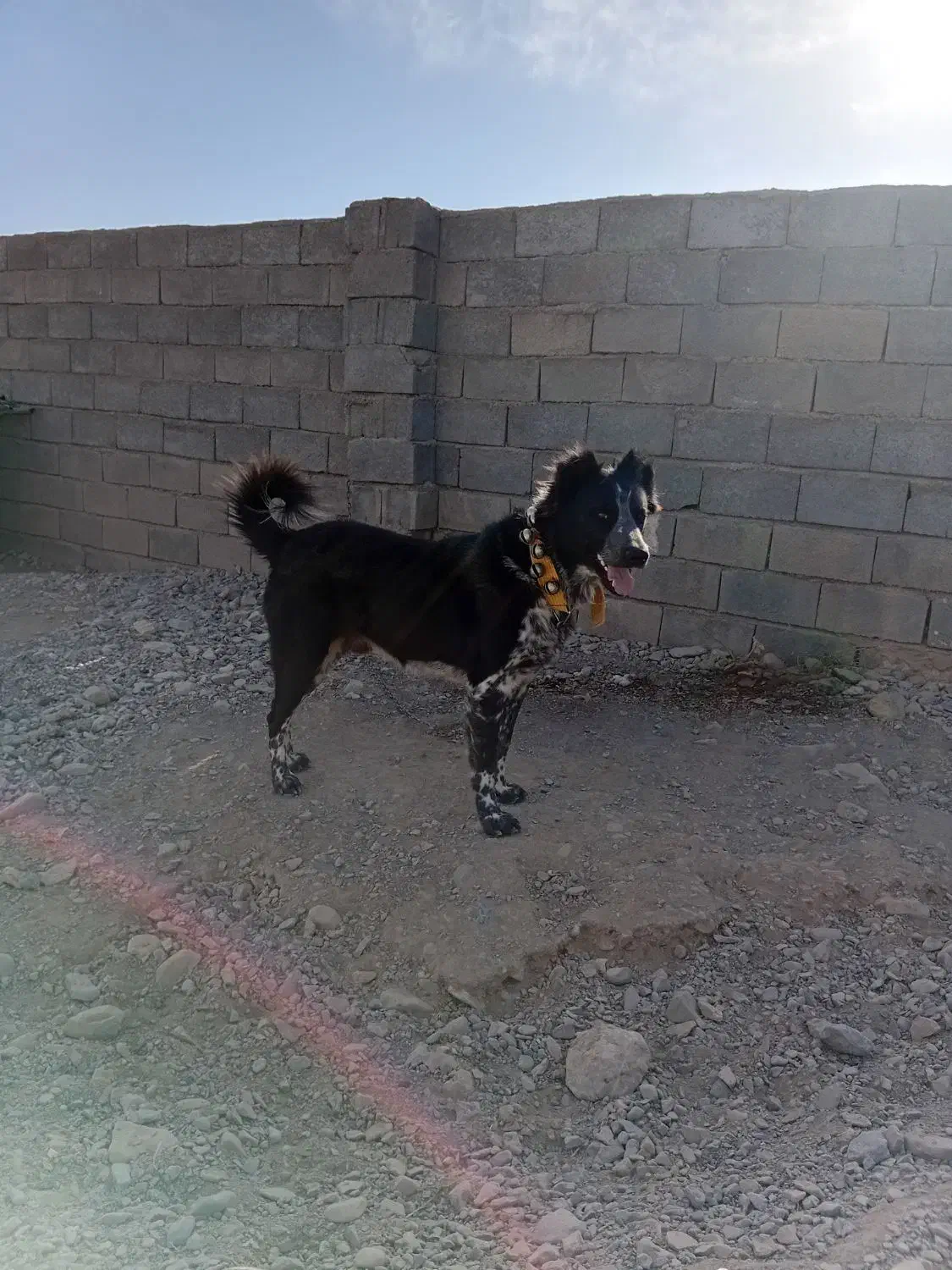 قدرجونی ۱۵ماهه|سگ|سده (خراسان جنوبی), |دیوار