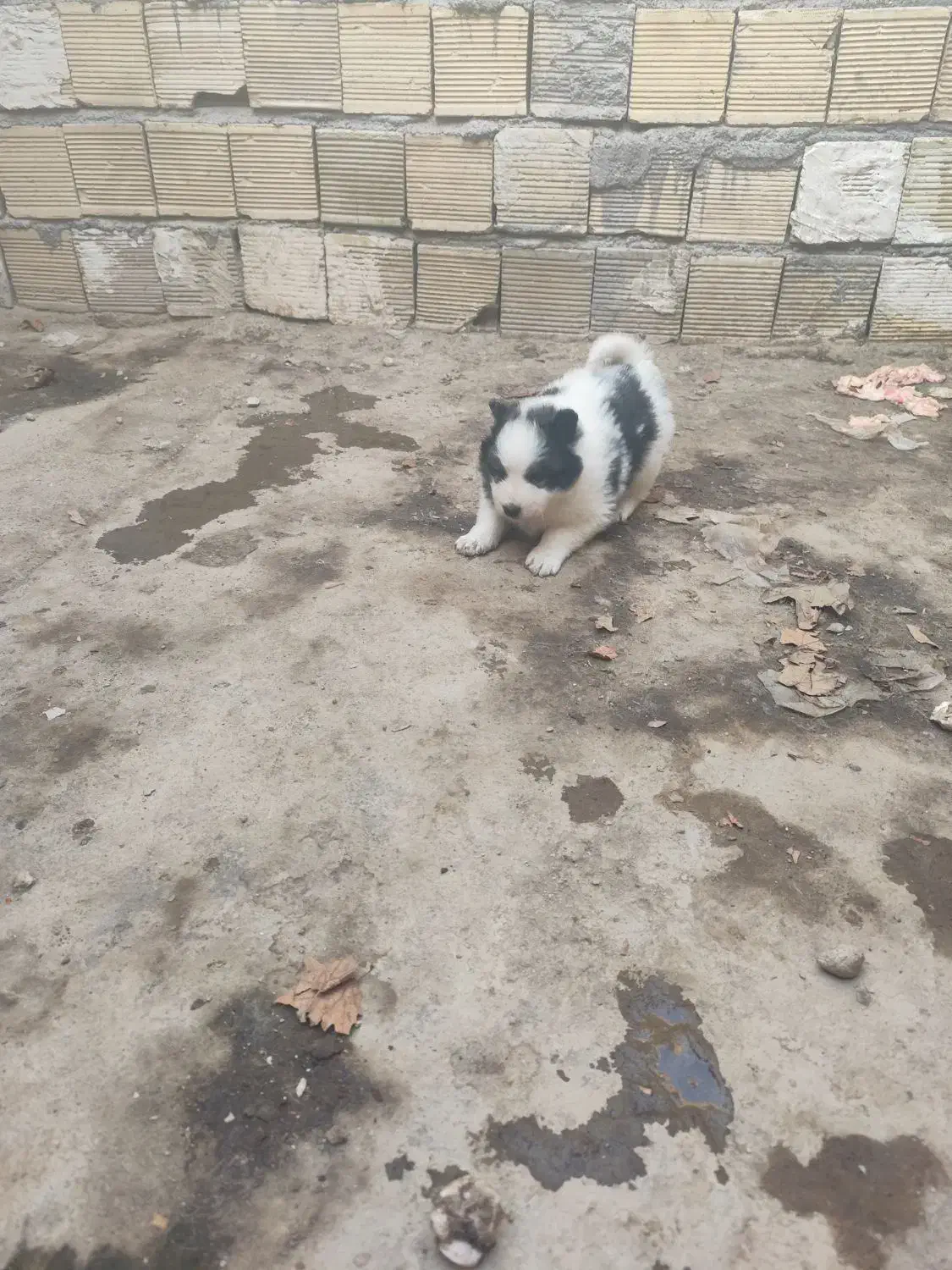 سامویید ماده|سگ|فولادشهر, B7|دیوار