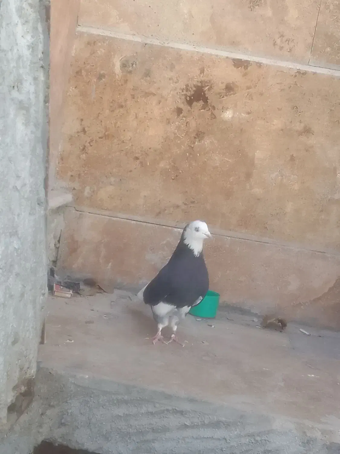 کبوتر شازده نر|پرنده|چادگان, |دیوار