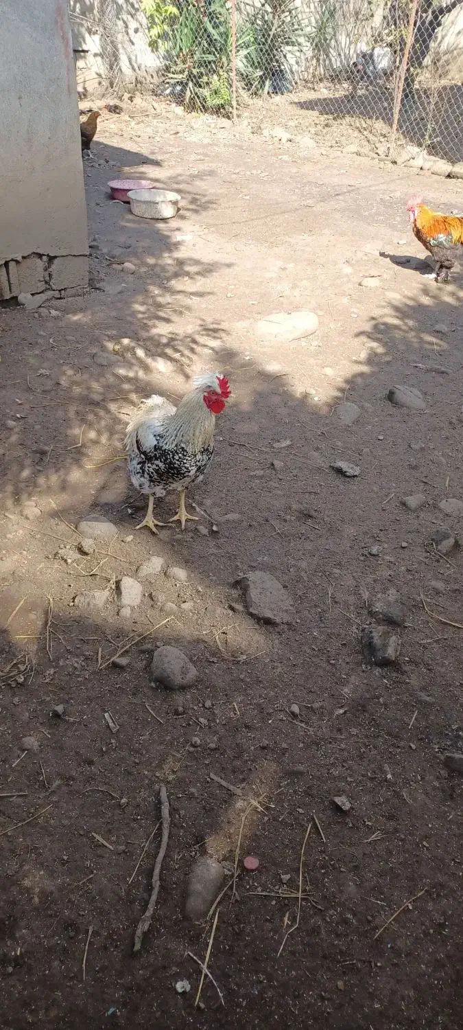 مرغ خروس فروشی|حیوانات مزرعه|اسالم, |دیوار