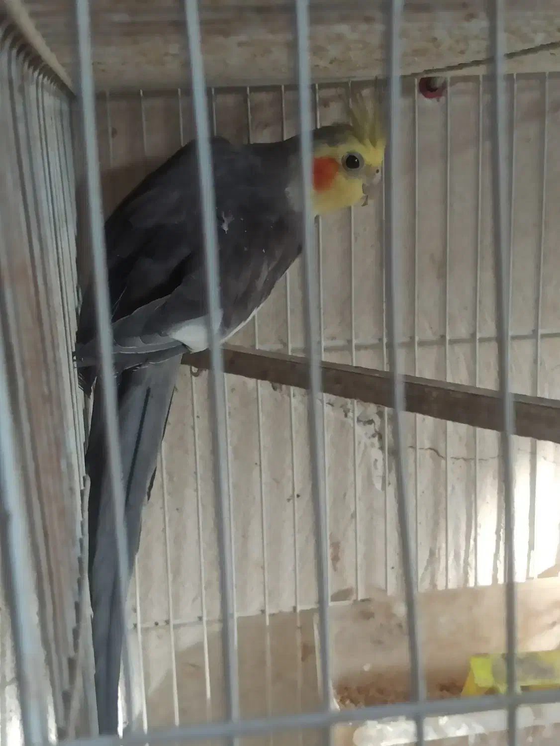 تعدادی پرنده با قیمت مناسب به فروش میرسد|پرنده|مشهد, جاهد شهر|دیوار