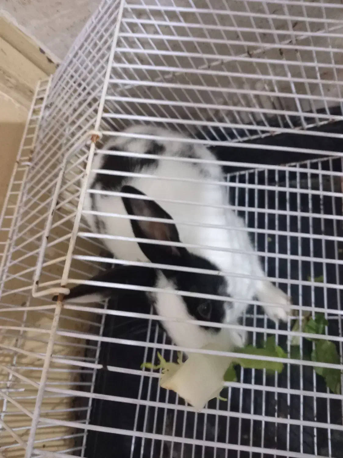 خرگوش|موش و خرگوش|رشت, سلیمانداراب|دیوار