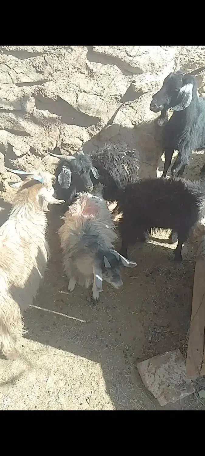 بزفروشی|حیوانات مزرعه|قائن, |دیوار