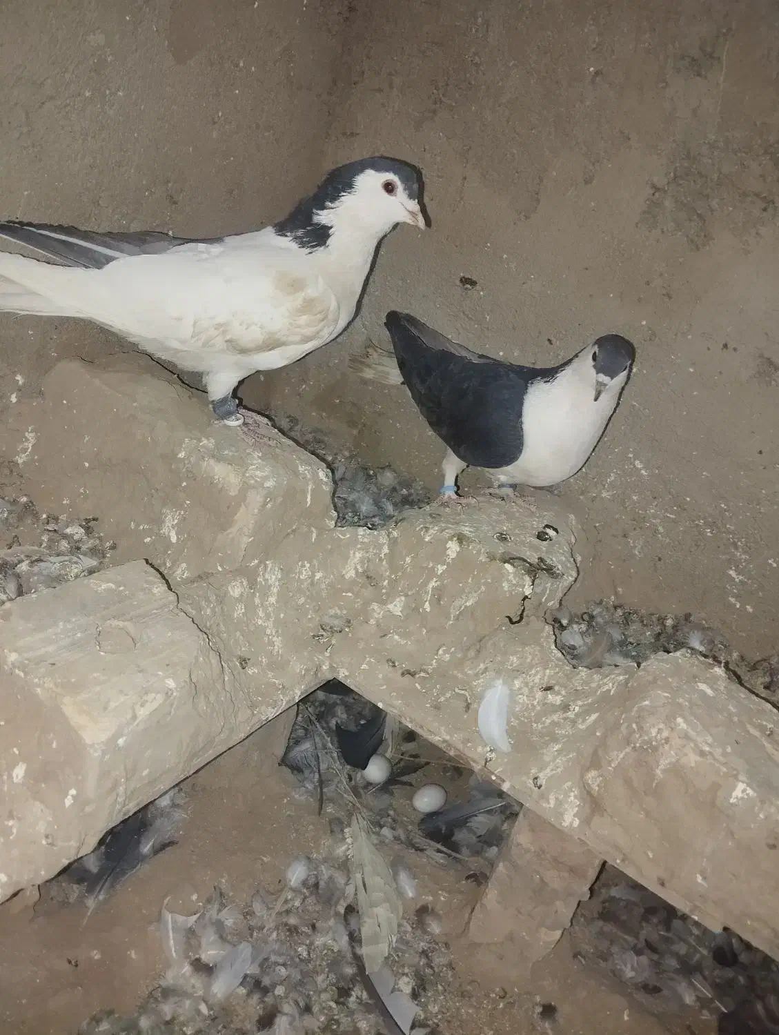 جفت رنگی فروشی|پرنده|سلامی, |دیوار