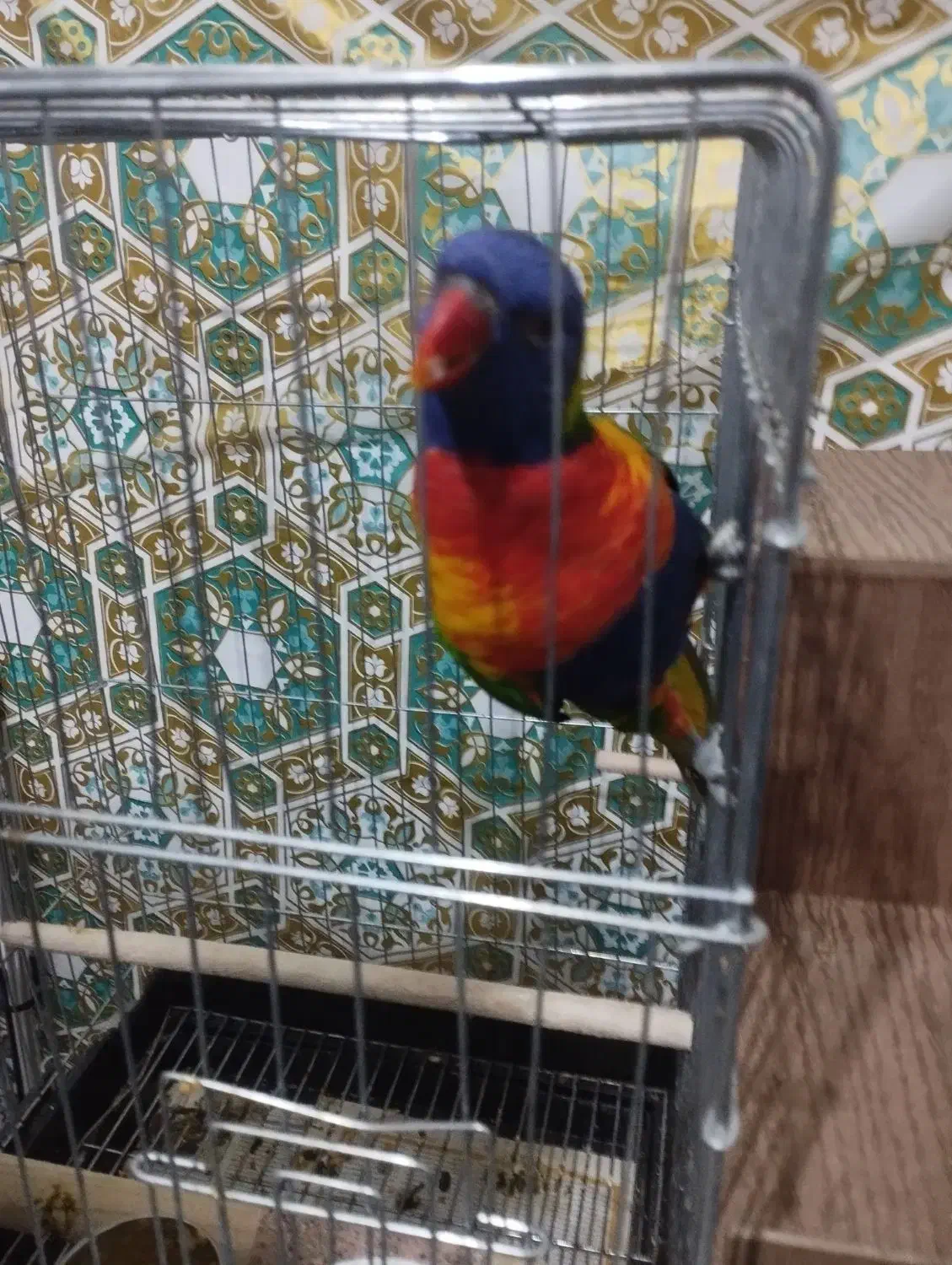 طوطی لوری مولد|پرنده|هشتگرد, تهران دشت|دیوار