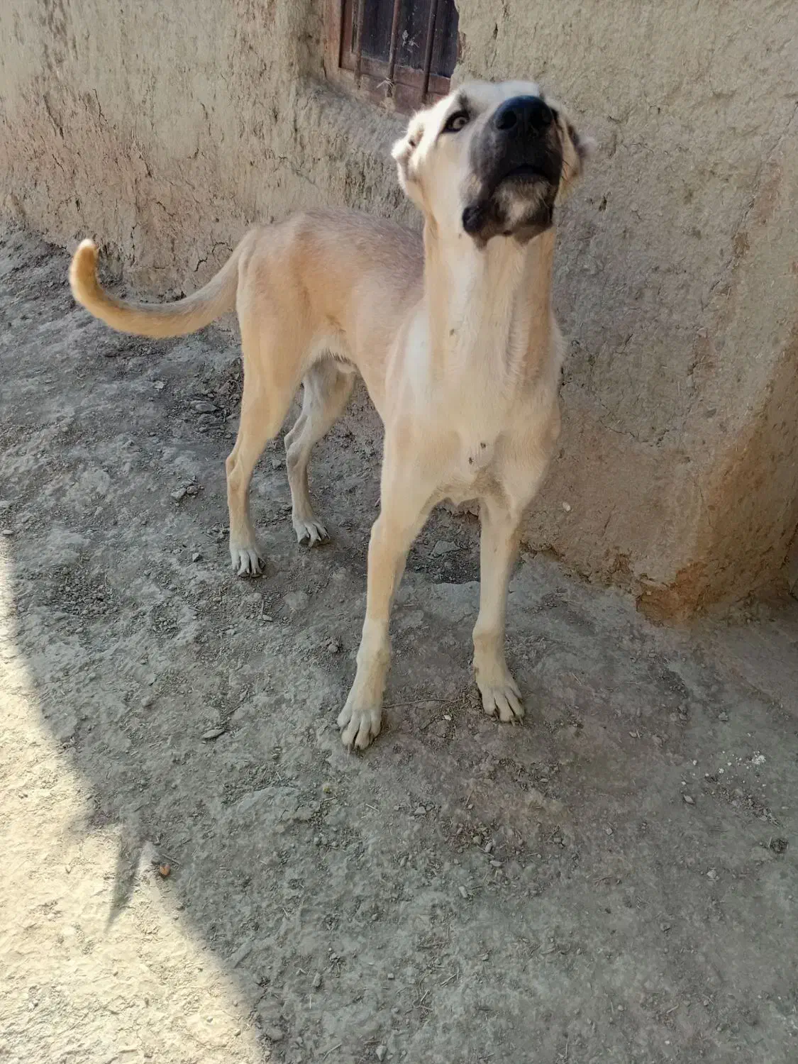 توله سگ 7ماه|سگ|شیروان (خراسان), |دیوار