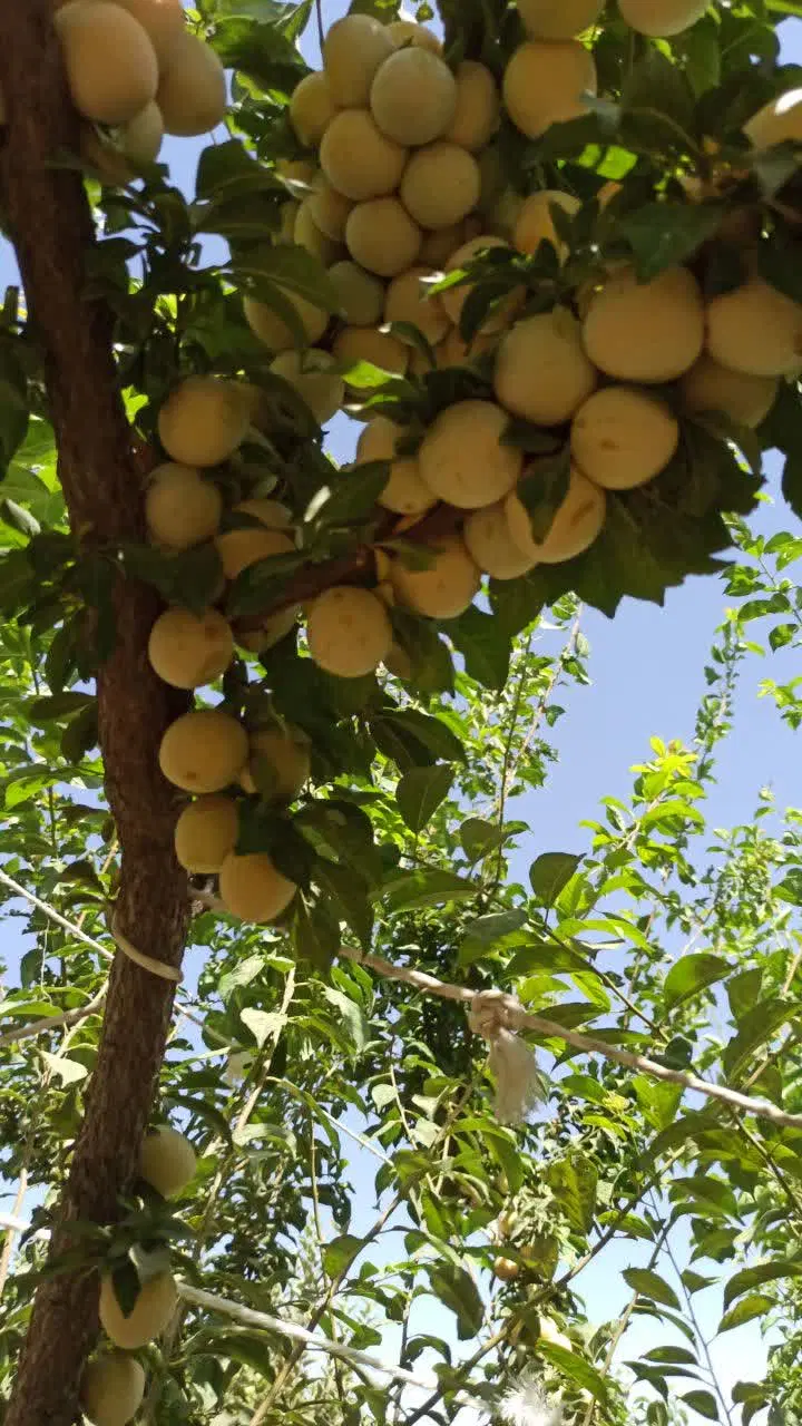 آلو|خوردنی و آشامیدنی|همدان, |دیوار