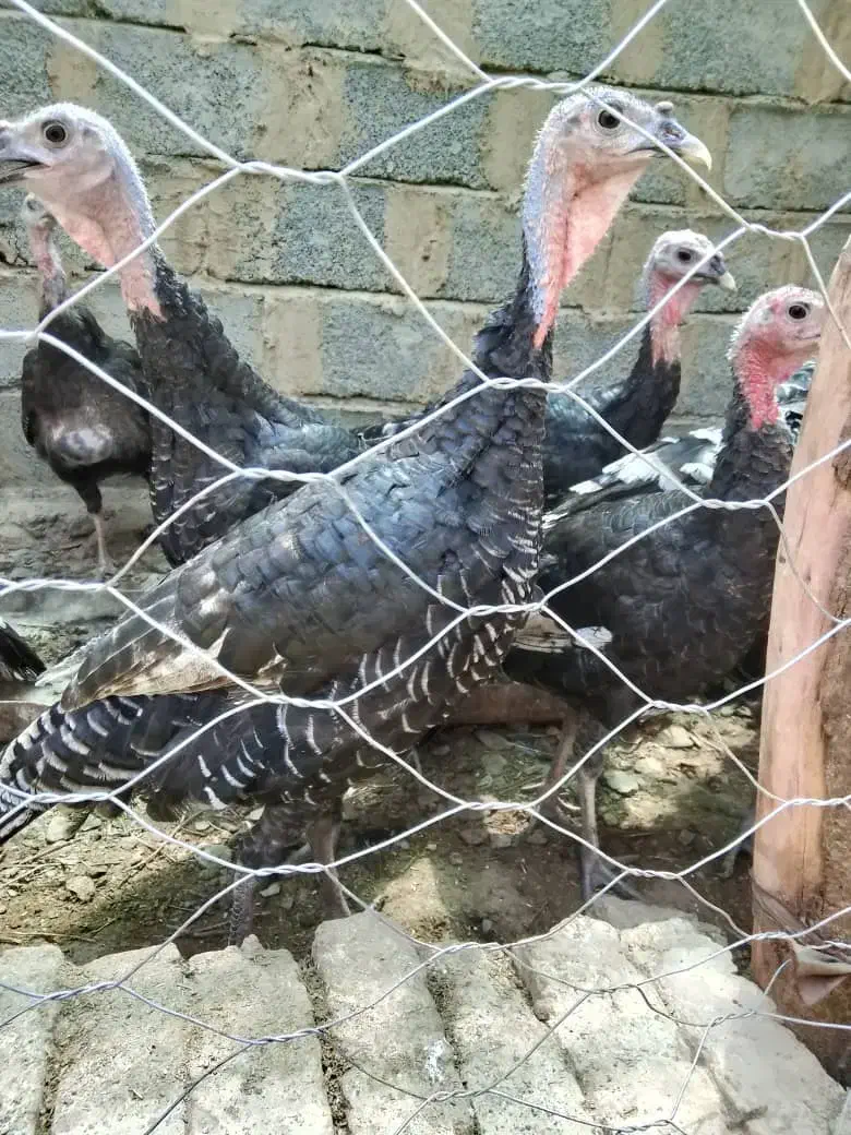 بوقلمون محلی|حیوانات مزرعه|سیب و سوران, |دیوار