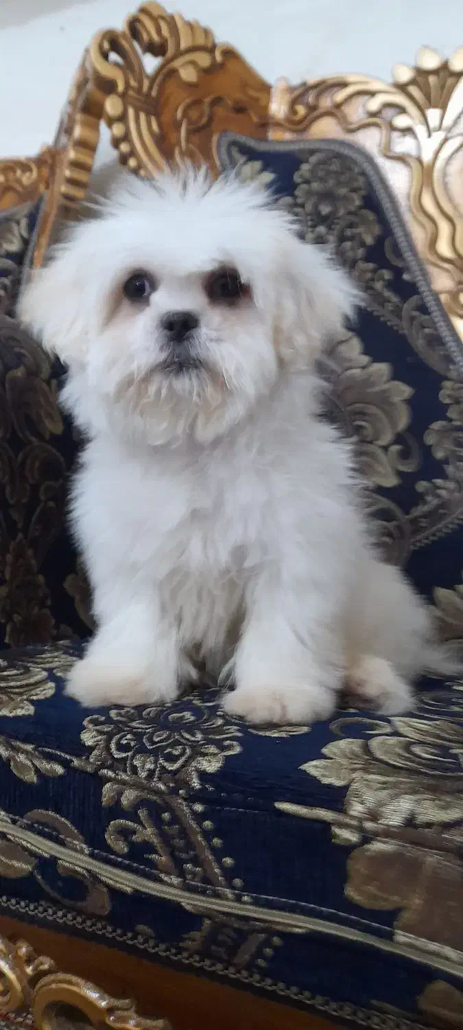 شیتزومالتیز عروسکی ۳ماهه نر|سگ|خرمآباد, |دیوار