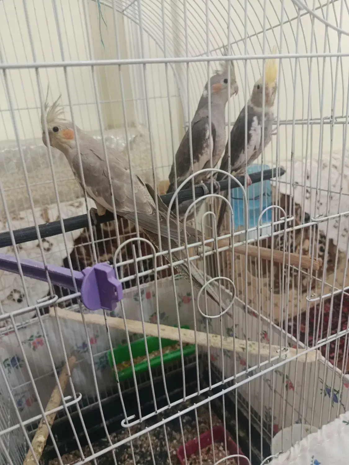 یه جفت عروس هلندی لوتینو|پرنده|لالجین, |دیوار