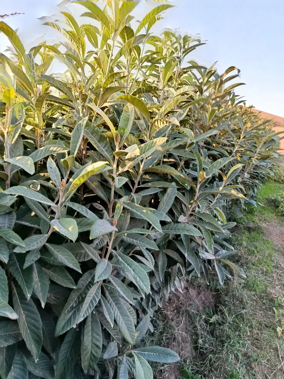 پالانیا ازگیل انار|خدمات باغبانی و درختکاری|دلند, |دیوار