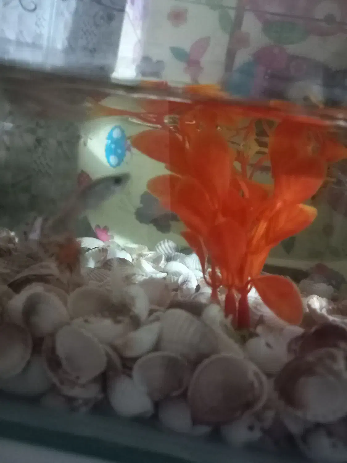 ماهی‌گوپی|ماهی|نظرآباد, شهرک سید جمال الدین|دیوار