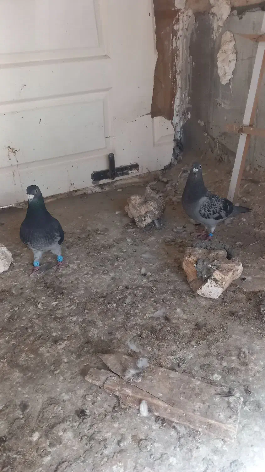 چند جفت مسافتی فروشی|پرنده|چابهار, |دیوار