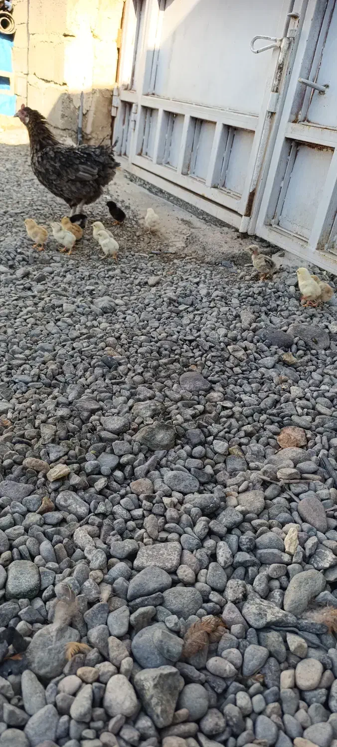 مرغ با جوجه|حیوانات مزرعه|جیرفت, |دیوار