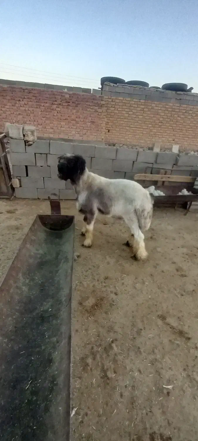 بره قوچی|حیوانات مزرعه|شیراز, حافظیه|دیوار