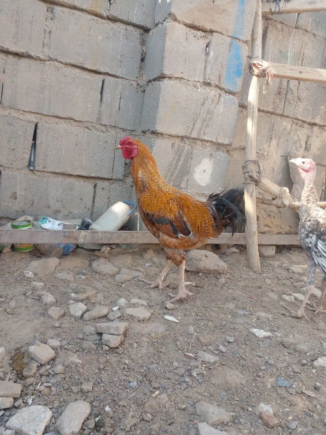 خروس|پرنده|هیرمند, |دیوار