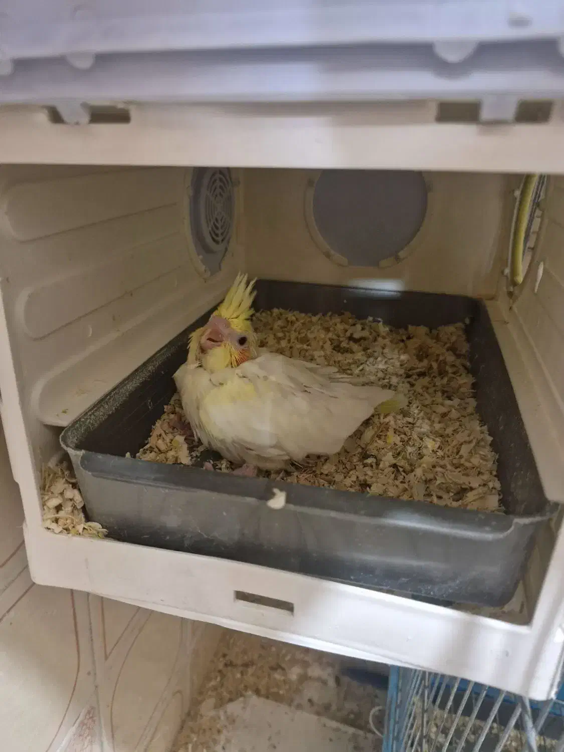 جوجه عروس هلندی لوتینو|پرنده|ری, اقدسیه|دیوار