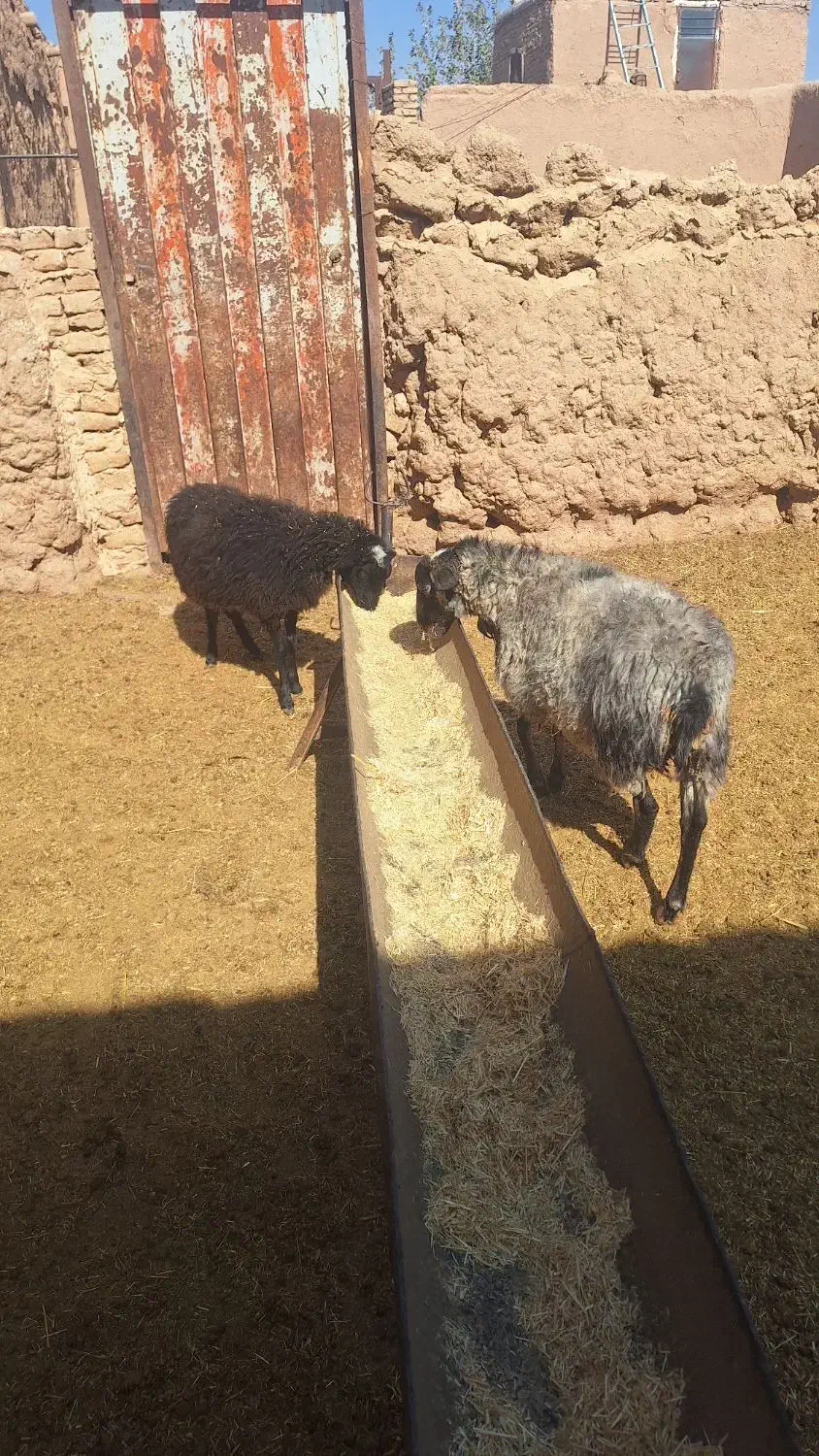 فروش دوعدد بره رومانف اصل|حیوانات مزرعه|تربتحیدریه, ۴۵ متری|دیوار