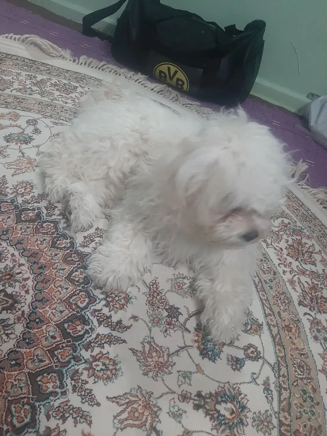 پودل فانتزی|سگ|تهران, شمشیری|دیوار