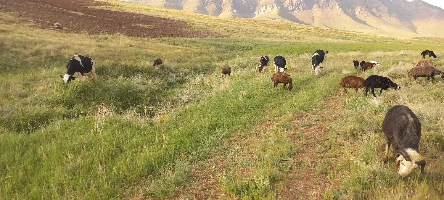 زمین کشاورزی|فروش دفتر صنعتی، کشاورزی، تجاری|فریدونشهر, |دیوار