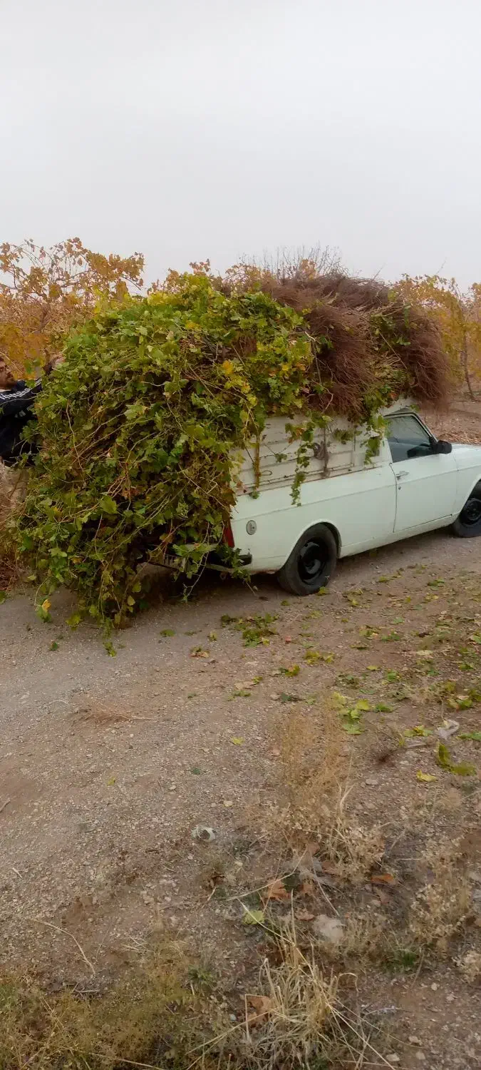 نهال انگور با کیفیت عالی|خدمات باغبانی و درختکاری|تاکستان, |دیوار