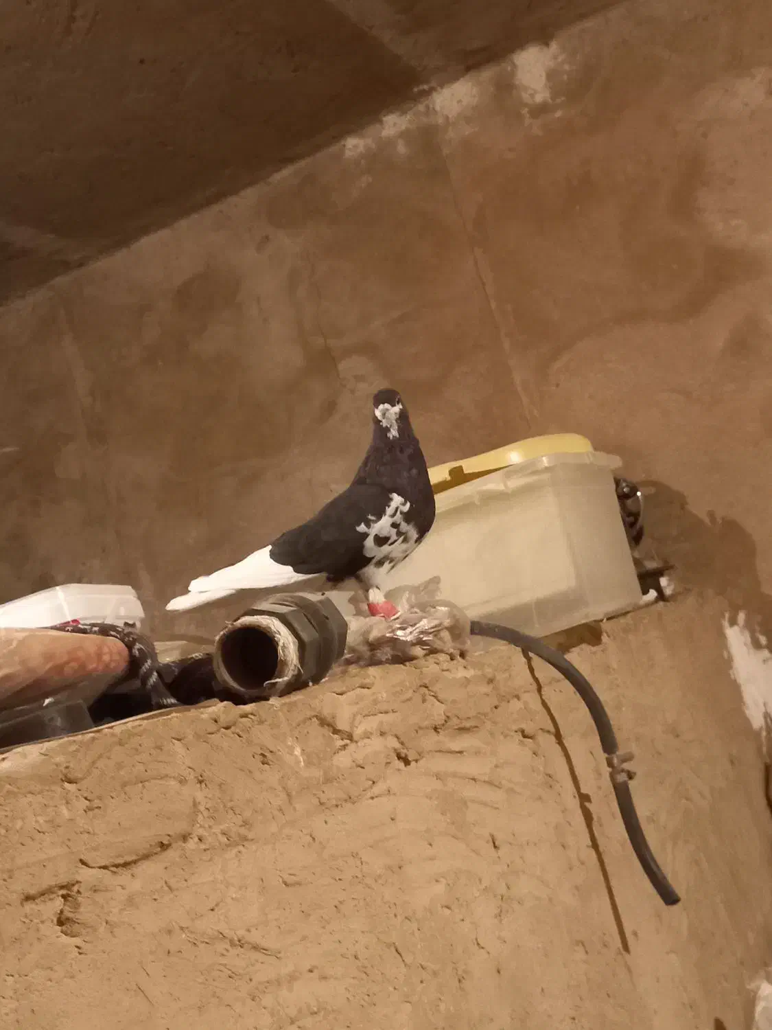 کبوتر شهری|پرنده|طسوج, |دیوار