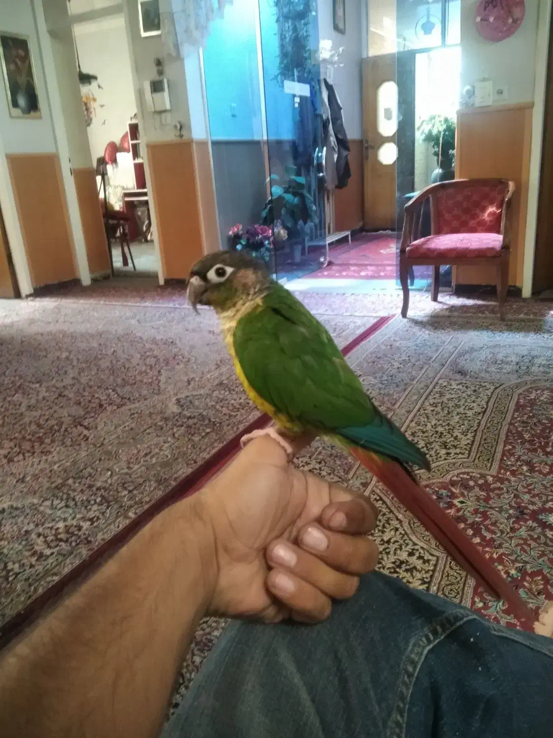 طوطی گریچینگ گم شده خ اخلاقی|حیوانات|کرمان, |دیوار